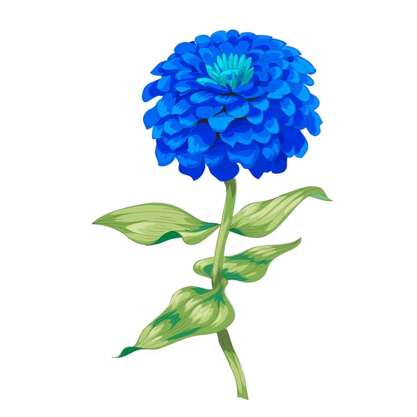 Красива Блакитна Квітка Цинія Ізольована Білому Тлі Великий Бутон Суцвіття — стоковий вектор