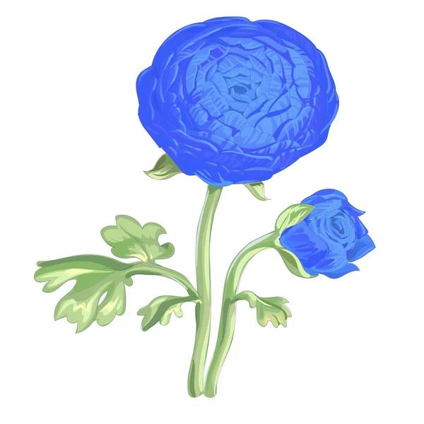 Красива Синя Квітка Півонії Ізольована Білому Тлі Великий Бутон Суцвіття — стоковий вектор