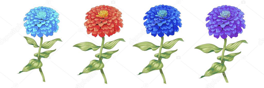 Set of beautiful flowers zinnia isolated on white background. A large bud and inflorescence on a stem with green leaves. Botanical vector Illustration