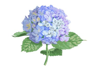 Ortanca çiçeğinin beyaza izole edilmiş son derece detaylı gerçekçi çizimi. Düğün çiçekleri ve tebrik kartları için iyidir.