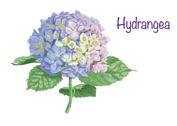 Illustration Réaliste Très Détaillée Vectorielle Fleur Hortensia Isolée Sur Blanc — Image vectorielle