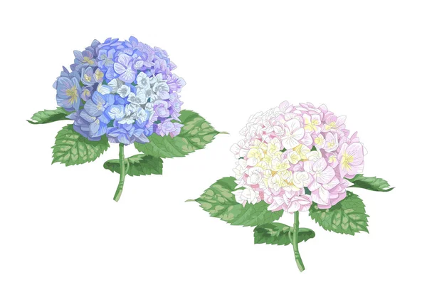 Vektor Mycket Detaljerad Realistisk Illustration Två Hortensia Blommor Isolerade Vitt — Stock vektor