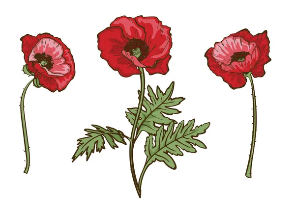 Set Flores Amapola Vector Aislado Floreciendo Brotes Amapolas Rojas Ilustración — Archivo Imágenes Vectoriales