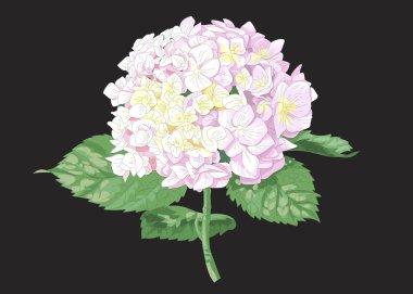 Siyah üzerine izole edilmiş ortanca çiçeğinin son derece detaylı gerçekçi bir temsili. Düğün çiçekleri ve tebrik kartları için iyidir.