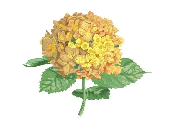 Vektor Sehr Detaillierte Realistische Darstellung Der Hortensienblüte Isoliert Auf Weiß — Stockvektor