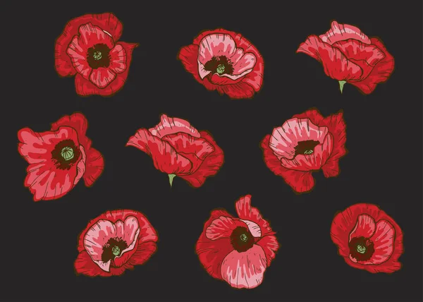 Set Flores Amapola Vector Aislado Floreciendo Amapolas Rojas Negro Ilustración — Vector de stock
