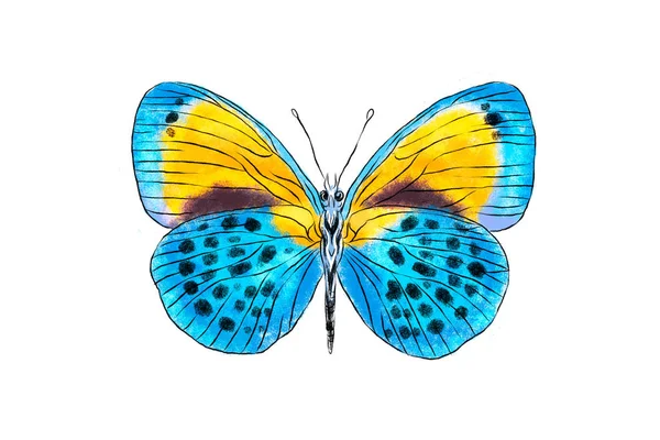 Прекрасний Монарх Метелик Ізольований Білому Тлі Реалістична Ілюстрація Малювання Рук — стокове фото