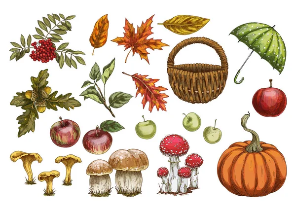 Vektor Set Herbst Stil Blätter Tannenzapfen Eicheln Und Beeren — Stockvektor