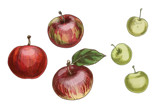 Διάνυσμα Σύνολο Διαφορετικών Μήλα Που Απομονώνονται Λευκό Φόντο Συγκομιδής Νόστιμα — Διανυσματικό Αρχείο