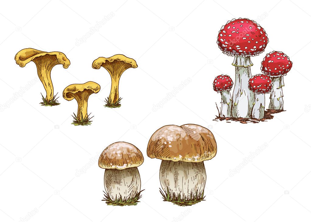 A set of different mushrooms isolated on white background. Orange cap mushrooms, chanterelles and amanita. Vector illustration