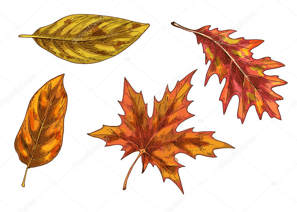 다채로운가 열매의 집합입니다 배경에 간단한 스타일입니다 일러스트 — 스톡 벡터 © anya.pico