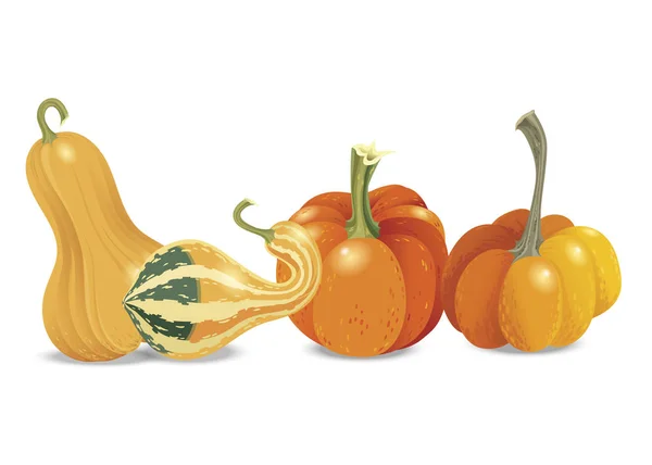Vier Verschiedene Orangefarbene Kürbisse Isoliert Auf Weißem Hintergrund Vector Herbstkollektion — Stockvektor