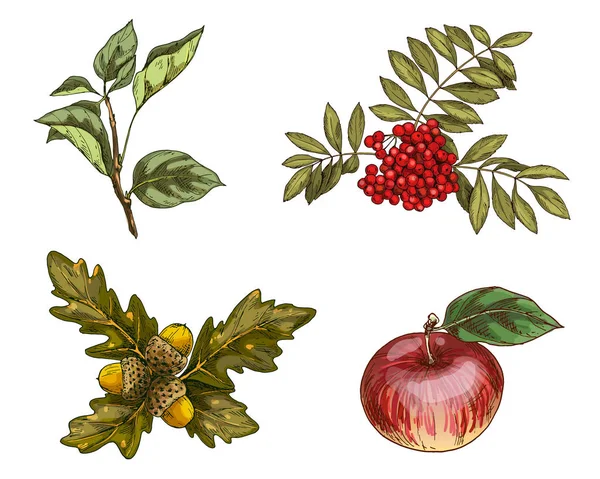 Zbiór Jesiennych Owoców Liści Białym Tle Ilustracja Kolekcji Zbiorów — Zdjęcie stockowe