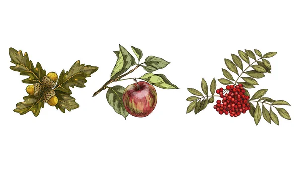 Set Van Kleurrijke Herfstbladeren Vruchten Geïsoleerd Witte Achtergrond Appel Rowan — Stockvector