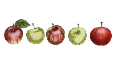 Beyaz arka planda izole edilmiş kırmızı ve yeşil elma seti. Sonbahar hasadının sulu meyveleri. Vektör illüstrasyonu