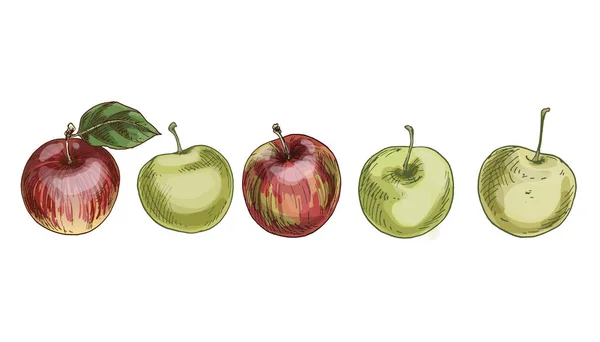 白の背景に隔離された赤と緑のリンゴのセット 秋の収穫のジューシーな果物 ベクターイラスト — ストックベクタ