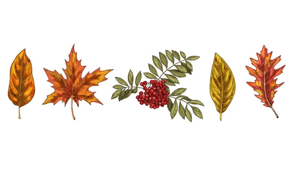 Set Van Kleurrijke Herfstbladeren Geïsoleerd Witte Achtergrond Gedetailleerde Handgetekende Vectorillustratie — Stockvector