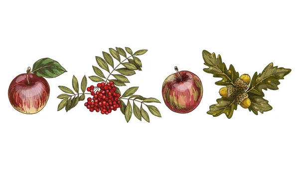 Zestaw Kolorowych Jesiennych Liści Owoców Odizolowanych Białym Tle Jabłko Łabędź — Wektor stockowy