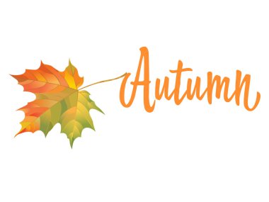 Beyaz arka planda turuncu akçaağaç yaprağı izole edilmiş. Yazıt Autumn. Elle çizilmiş sonbahar yaprağının vektör çizimi. Antika sonbahar sezonluk dekor