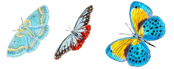 Set Van Verschillende Vlinders Geïsoleerd Een Witte Achtergrond Colorfull Vliegende — Stockfoto