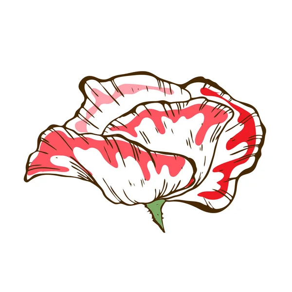 Hermosa Flor Amapola Ilustración Brote Amapola Grande Aislado Sobre Fondo — Archivo Imágenes Vectoriales