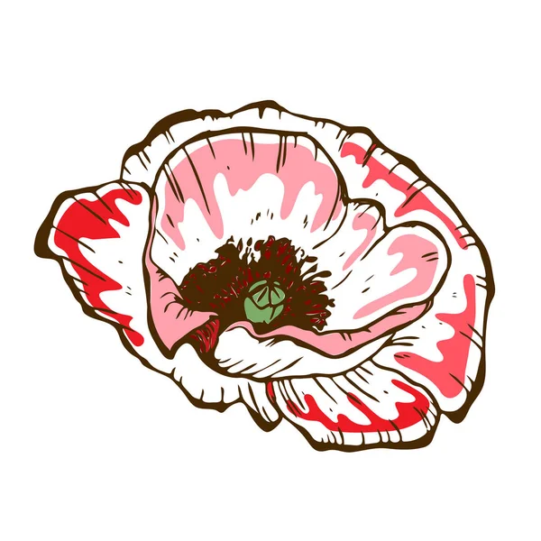 Belle Fleur Pavot Illustration Gros Bourgeon Pavot Isolé Sur Fond — Image vectorielle