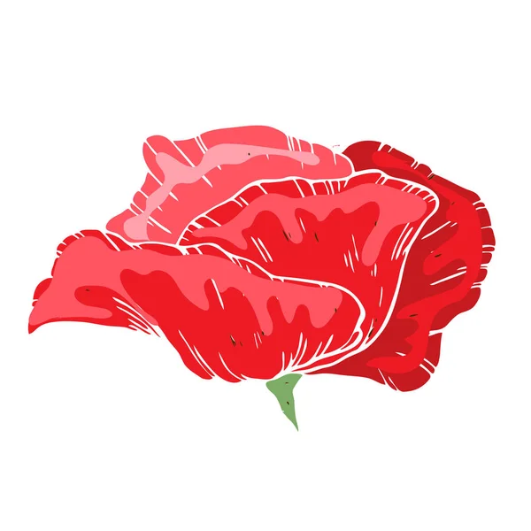 Mooie Poppy Bloem Illustratie Van Poppy Lowryder Geïsoleerd Een Witte — Stockvector