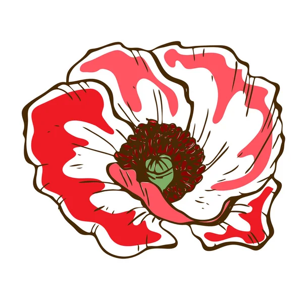 Mooie Poppy Bloem Illustratie Van Poppy Lowryder Geïsoleerd Een Witte — Stockvector