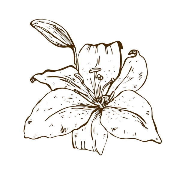 美丽的轮廓百合花 在白色背景查出的大百合的例证 手绘向量 自然花卉收藏 — 图库矢量图片