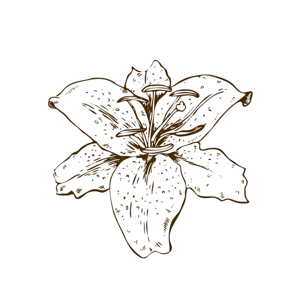 Прекрасна Контурна Квітка Лілії Ілюстрація Великої Лілії Ізольована Білому Тлі — стоковий вектор