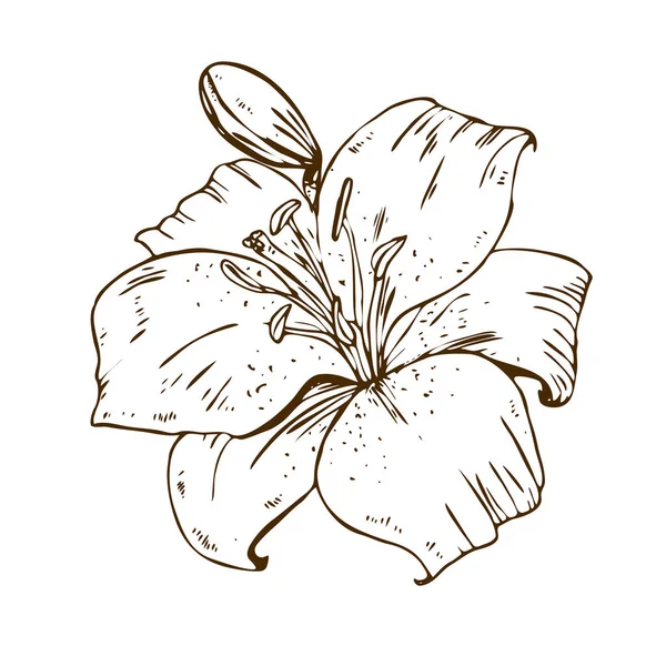 Gyönyörű Kontúr Liliom Virág Nagy Lily Elszigetelt Fehér Background Illusztrációja — Stock Vector