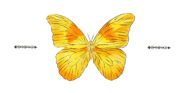 Красива Рука Намальована Реалістична Жовта Метелик Ізольована Білому Тлі Колекція — стокове фото
