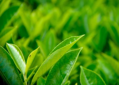 Yeşil yaprak closeup görünümünü arka plan bulanık, taze duvar kağıdı kavramı üzerinde.