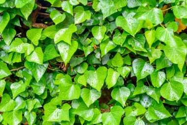 yeşil bitki arka plan, yapraklarda, parlak yeşil renkli yağmur damlaları