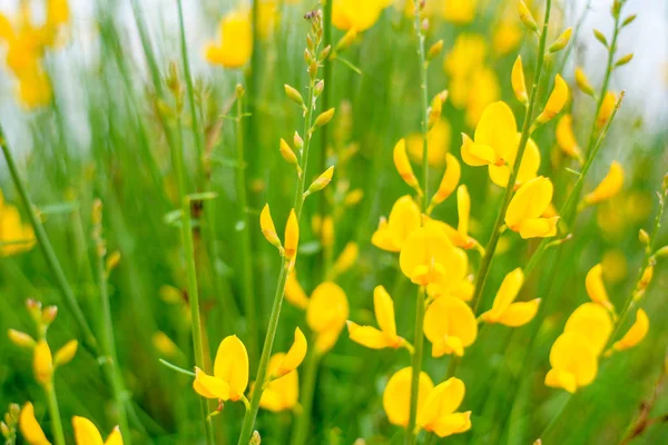 Fundo Verão Flores Fundo Primavera Natureza Fundo Flores Amarelas — Fotografia de Stock