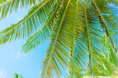 Mavi gökyüzü ile Hindistan cevizi palmiyesi, retro ve klasik ton.