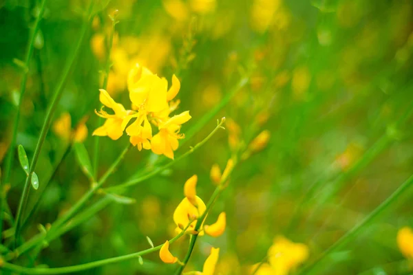 Fundo Verão Flores Fundo Primavera Natureza Fundo Flores Amarelas — Fotografia de Stock