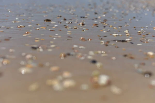 Schelpen Oceaan Selectieve Focus Zonsondergang — Stockfoto