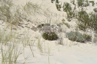Coto de Donana Milli Parkı Andalusia, İspanya