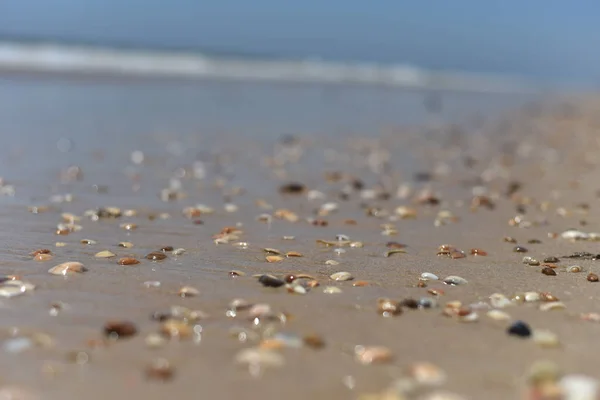海の貝殻 選択的焦点 — ストック写真