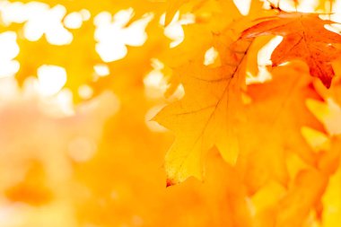 Güneşin sezon değişimine karşı sarı meşe yaprakları