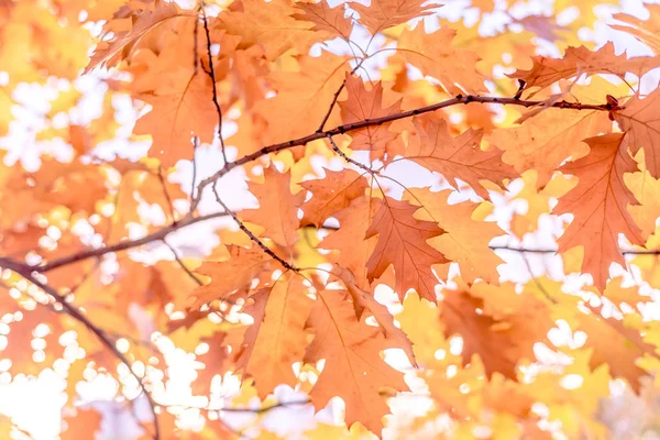 Güneşin sezon değişimine karşı sarı meşe yaprakları