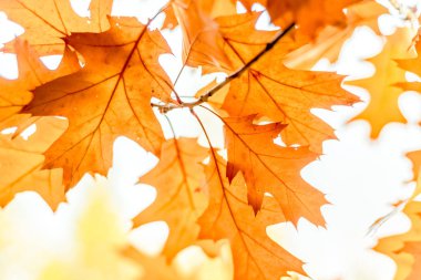 Ağaçlar çok renkli bir arka plan üzerinde sarı meşe yaprakları
