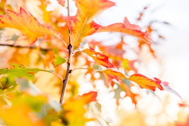 Ağaçlar çok renkli bir arka plan üzerinde sarı meşe yaprakları