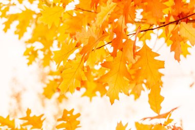 Ağaçlar çok renkli bir arka plan üzerinde sarı meşe yaprakları