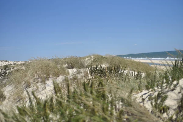 Coto de Donana Milli Parkı Andalusia, İspanya