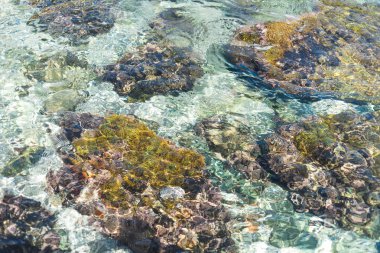 Yaz bahar arka plan. Çiçekler. Doğa arka plan. Yeşil sarı çiçek