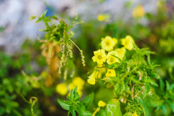 Verão, Primavera Fundo. Flores. Fundo da Natureza. Flores amarelas em verde — Fotografia de Stock