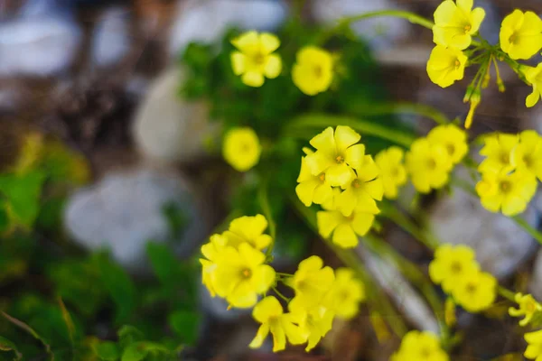 Verão, Primavera Fundo. Flores. Fundo da Natureza. Flores amarelas em verde — Fotografia de Stock