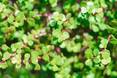 seçici odak ile doğal yeşil Bush arka plan